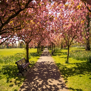 Hyde Park, green oasis in the heart of London with lush trees, beautiful flowers, and people enjoying leisure time